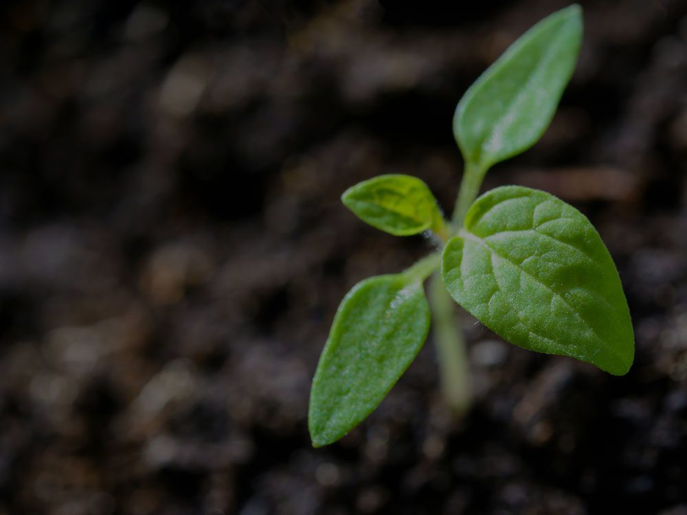 ljp issue care for creation